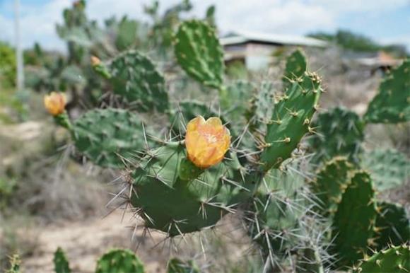 phong thủy, cây không trồng trước cửa