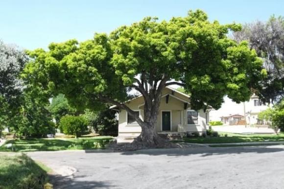 phong thủy, cây không trồng trước cửa