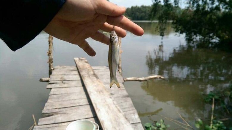 Loài cá xưa là món nhà nghèo, xưa nhiều vô kể nay hiếm đến mức không có mà mua, phải đặt trước cả tháng - 3