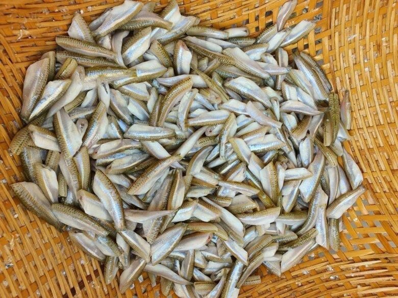 Loài cá xưa là món nhà nghèo, xưa nhiều vô kể nay hiếm đến mức không có mà mua, phải đặt trước cả tháng - 5