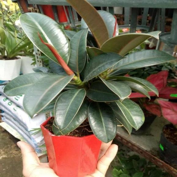 Cây phong thuỷ, cây đa búp đỏ, cây kim ngân