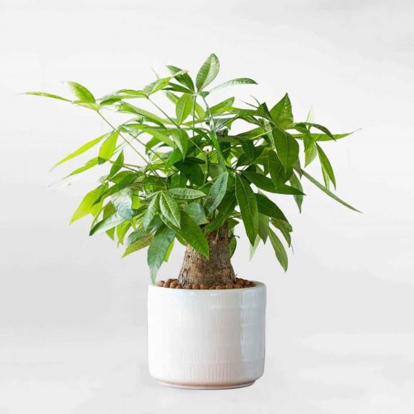 Cây phong thuỷ, cây đa búp đỏ, cây kim ngân