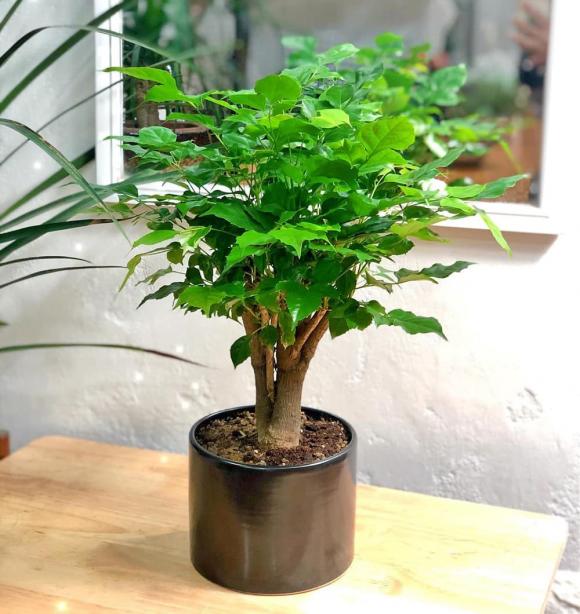 Cây phong thuỷ, cây đa búp đỏ, cây kim ngân