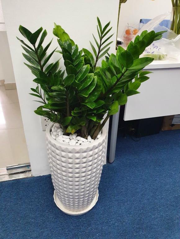 Cây phong thuỷ, cây đa búp đỏ, cây kim ngân