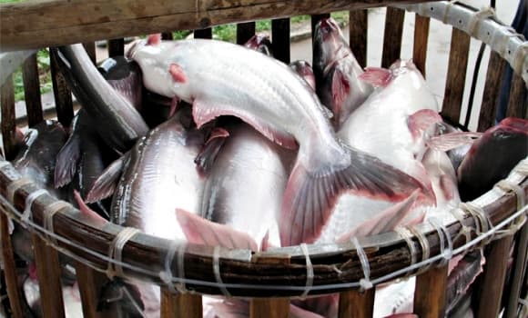 cá tra, xuất khẩu, Việt Nam