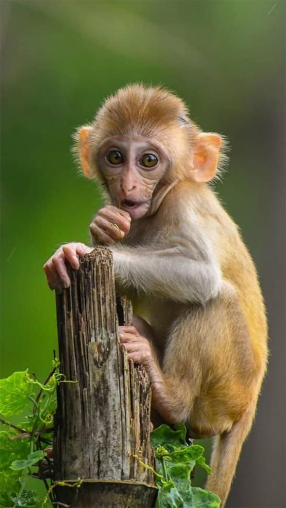 Tử vi, con giáp, tử vi hàng ngày, tử vi ngày 28/10/2025