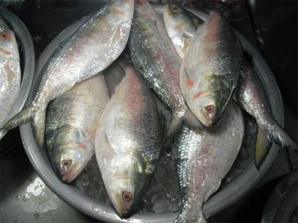 Vua cá sông Hậu, cá cháy, Trà Ôn