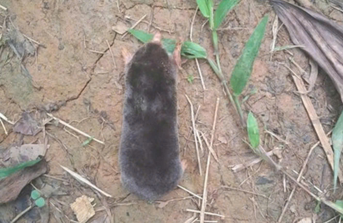 Chuột chũi sinh sống tại Pù Luông. Ảnh: Khu bảo tồn Pù Luông