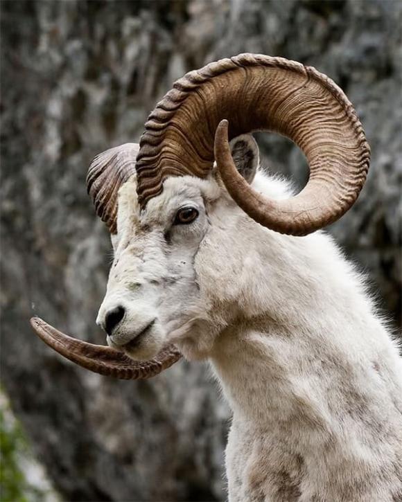 Tử vi, con giáp, tử vi hàng ngày, tử vi ngày 29/10/2025