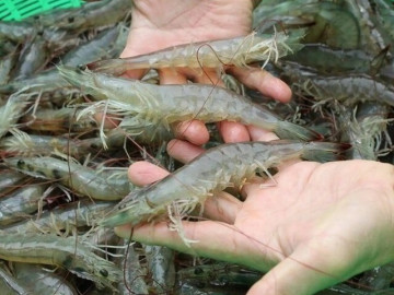 Rán cá, đổ ngay dầu vào chảo là sai, thêm bước nữa, cá vàng giòn, không bắn dầu tung tóe 4 Bảo quản tôm đừng cho luôn vào tủ lạnh, thêm bước nữa để cả năm vẫn tươi ngon, không teo tóp hay khô bở