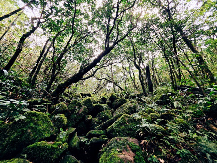 Đỉnh Voi Mẹp và Pa Thiên huyền ảo trong sương 3 Đỉnh Voi Mẹp và Pa Thiên huyền ảo trong sương - 2