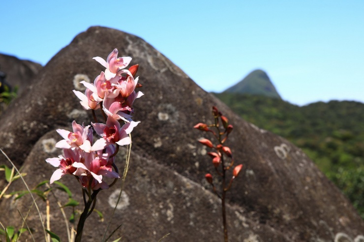 Đỉnh Voi Mẹp và Pa Thiên huyền ảo trong sương 8 Đỉnh Voi Mẹp và Pa Thiên huyền ảo trong sương - 7