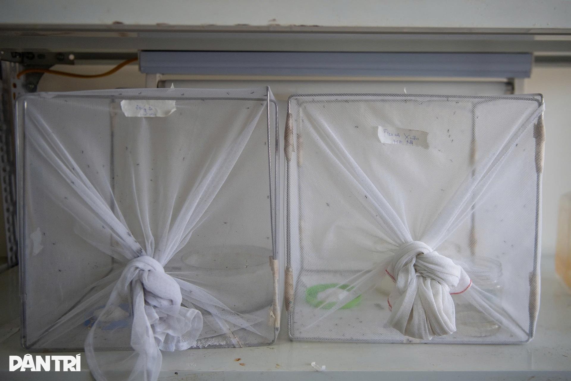 Hà Nội: Vào nơi nuôi hàng nghìn con muỗi tìm vũ khí chặn sốt xuất huyết - 3