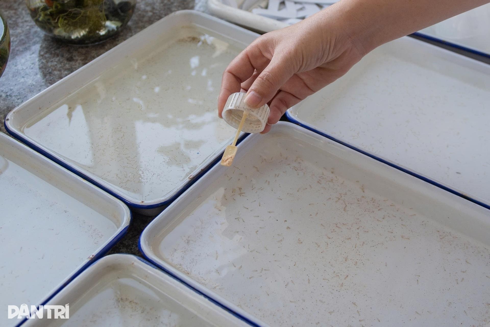 Hà Nội: Vào nơi nuôi hàng nghìn con muỗi tìm vũ khí chặn sốt xuất huyết - 7