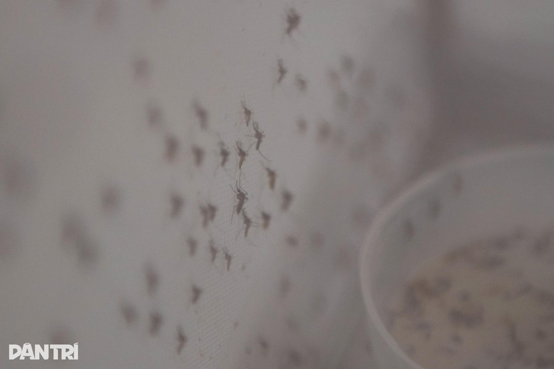 Hà Nội: Vào nơi nuôi hàng nghìn con muỗi tìm vũ khí chặn sốt xuất huyết - 8