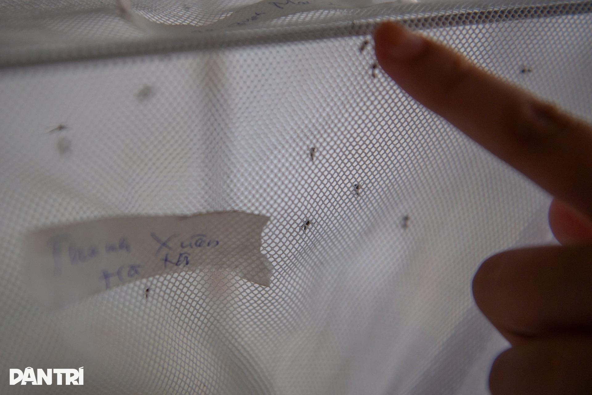 Hà Nội: Vào nơi nuôi hàng nghìn con muỗi tìm vũ khí chặn sốt xuất huyết - 9