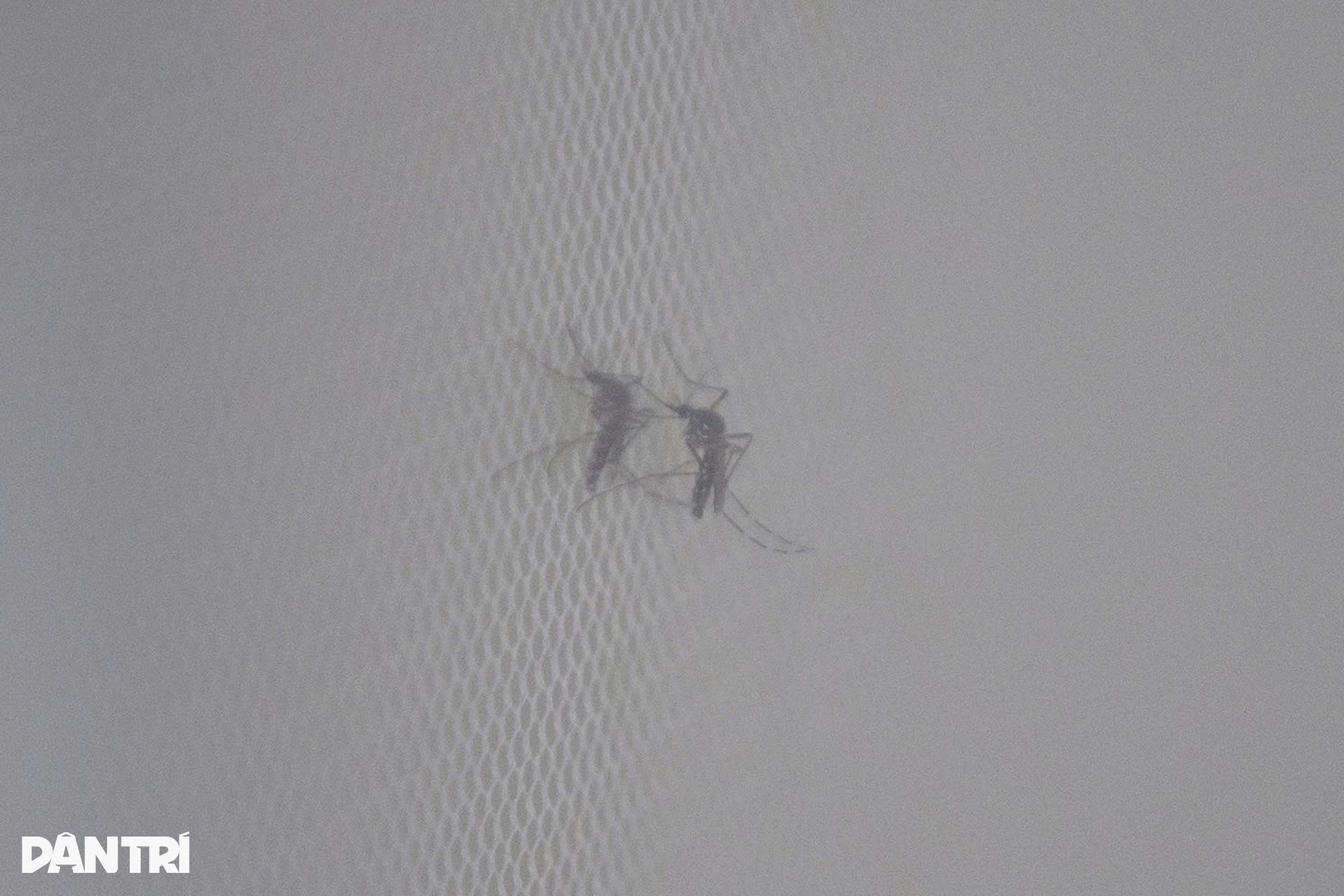 Hà Nội: Vào nơi nuôi hàng nghìn con muỗi tìm vũ khí chặn sốt xuất huyết - 10