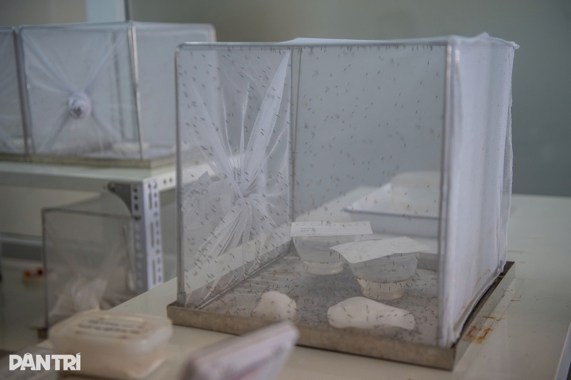 Hà Nội: Vào nơi nuôi hàng nghìn con muỗi tìm vũ khí chặn sốt xuất huyết - 13