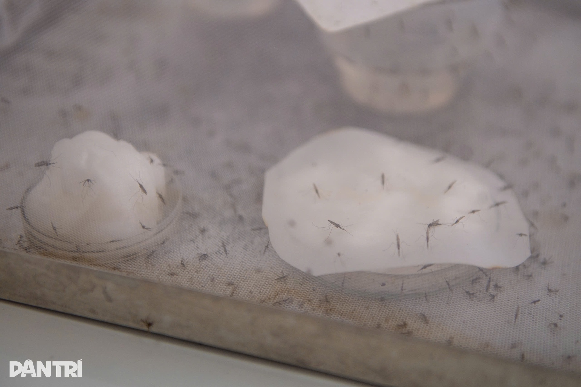 Hà Nội: Vào nơi nuôi hàng nghìn con muỗi tìm vũ khí chặn sốt xuất huyết - 14