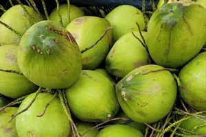 Bị khách hàng đột ngột trả về, giá dừa tươi giảm sâu 