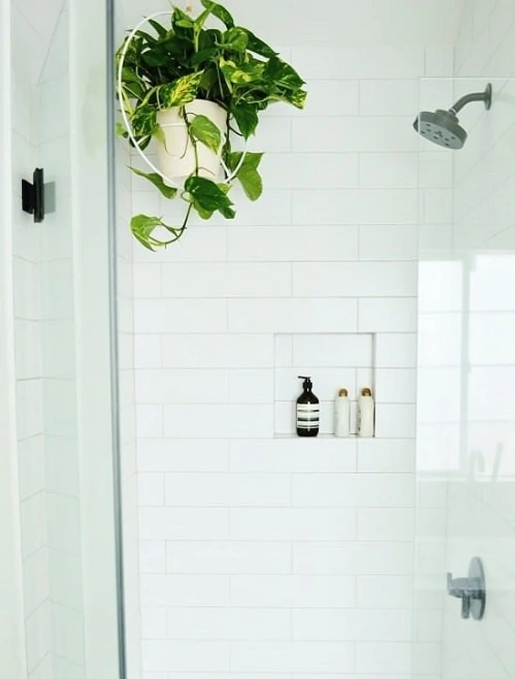 6 loại cây hút ẩm tốt thích hợp để trồng trong phòng tắm - 2