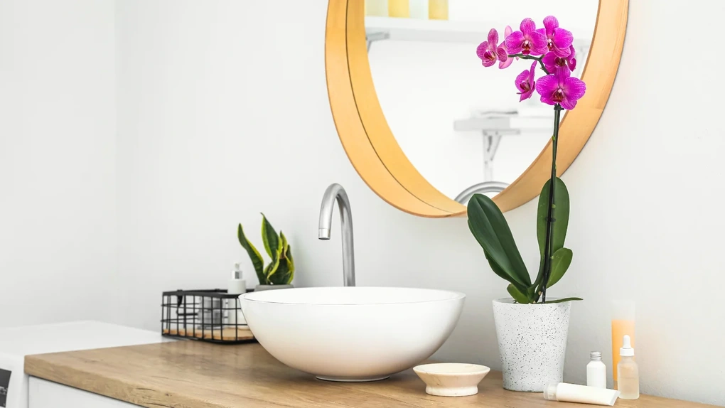 6 loại cây hút ẩm tốt thích hợp để trồng trong phòng tắm - 6