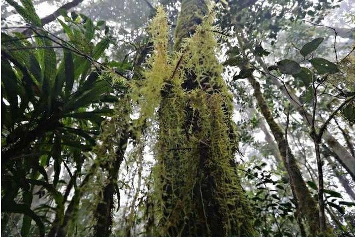 Chinh phục nóc nhà Nam Tây Nguyên với báu vật cây pơ mu 1.300 năm tuổi - 4