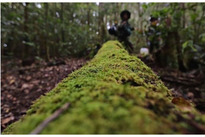 Chinh phục nóc nhà Nam Tây Nguyên với báu vật cây pơ mu 1.300 năm tuổi - 3