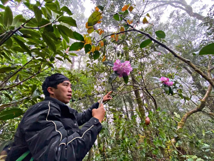 Chinh phục nóc nhà Nam Tây Nguyên với báu vật cây pơ mu 1.300 năm tuổi - 5