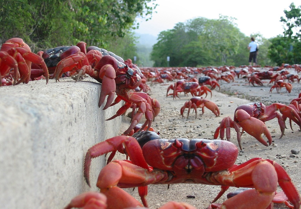 Hàng triệu con cua đỏ tràn ra đường, người dân phải né không giẫm lên chúng - 2