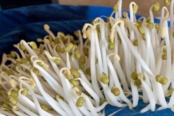 Cách rửa sạch giá đỗ đề phòng hóa chất