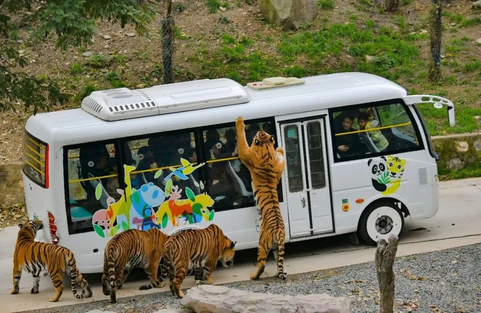 Vườn thú tìm người có tinh thần thép cho hổ ăn, lương 185 triệu đồng/tháng - 2