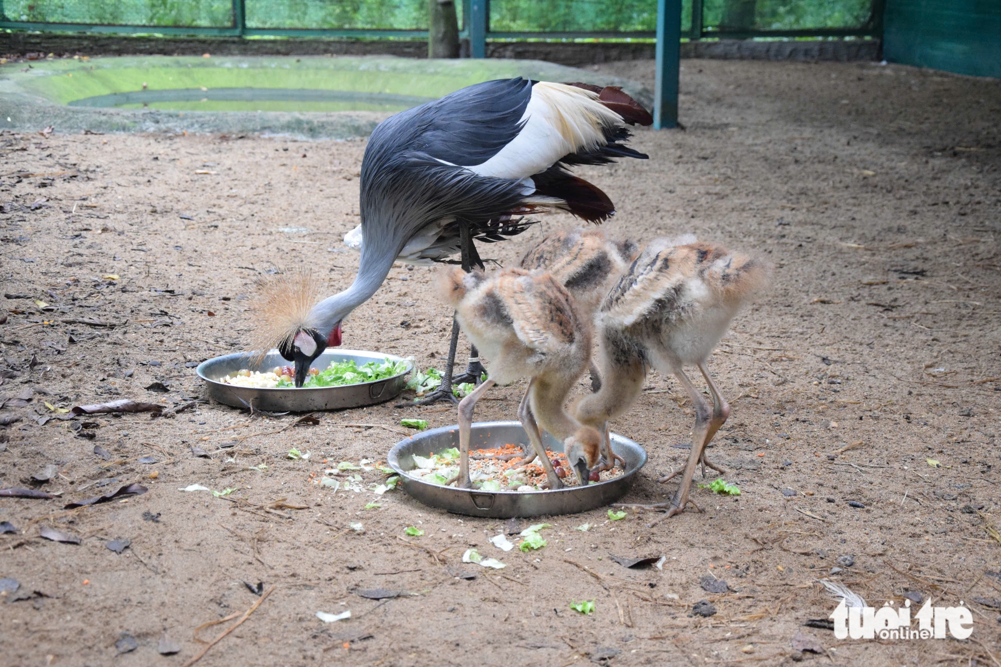 Chăm được sếu đầu đỏ, Thảo cầm viên Sài Gòn còn ấp nở được sếu vương miện - Ảnh 2.