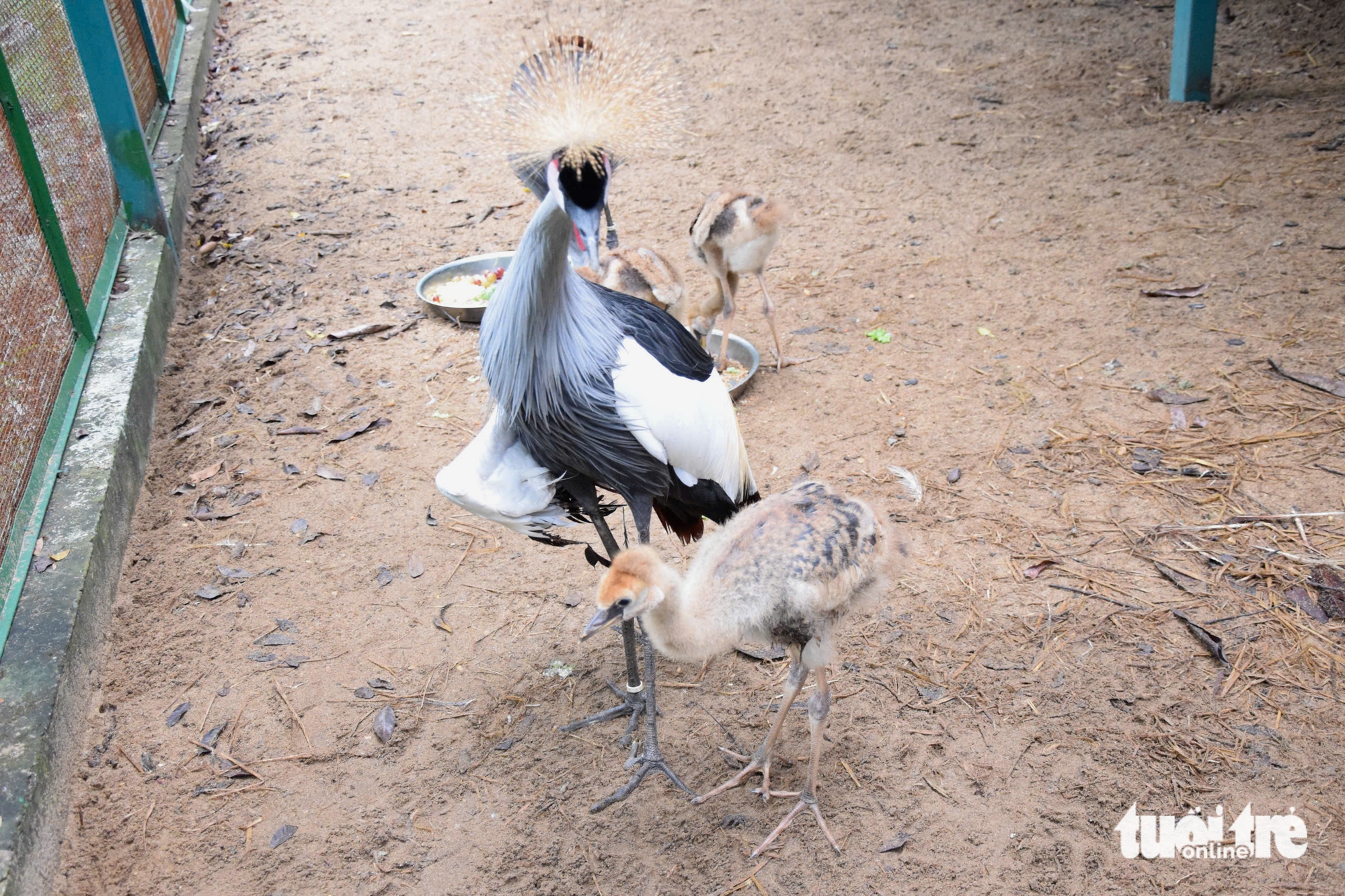 Chăm được sếu đầu đỏ, Thảo cầm viên Sài Gòn còn ấp nở được sếu vương miện - Ảnh 3.