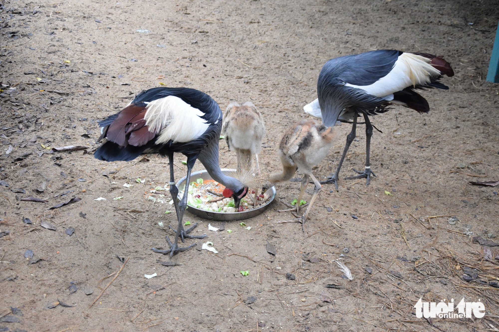 Chăm được sếu đầu đỏ, Thảo cầm viên Sài Gòn còn ấp nở được sếu vương miện - Ảnh 5.