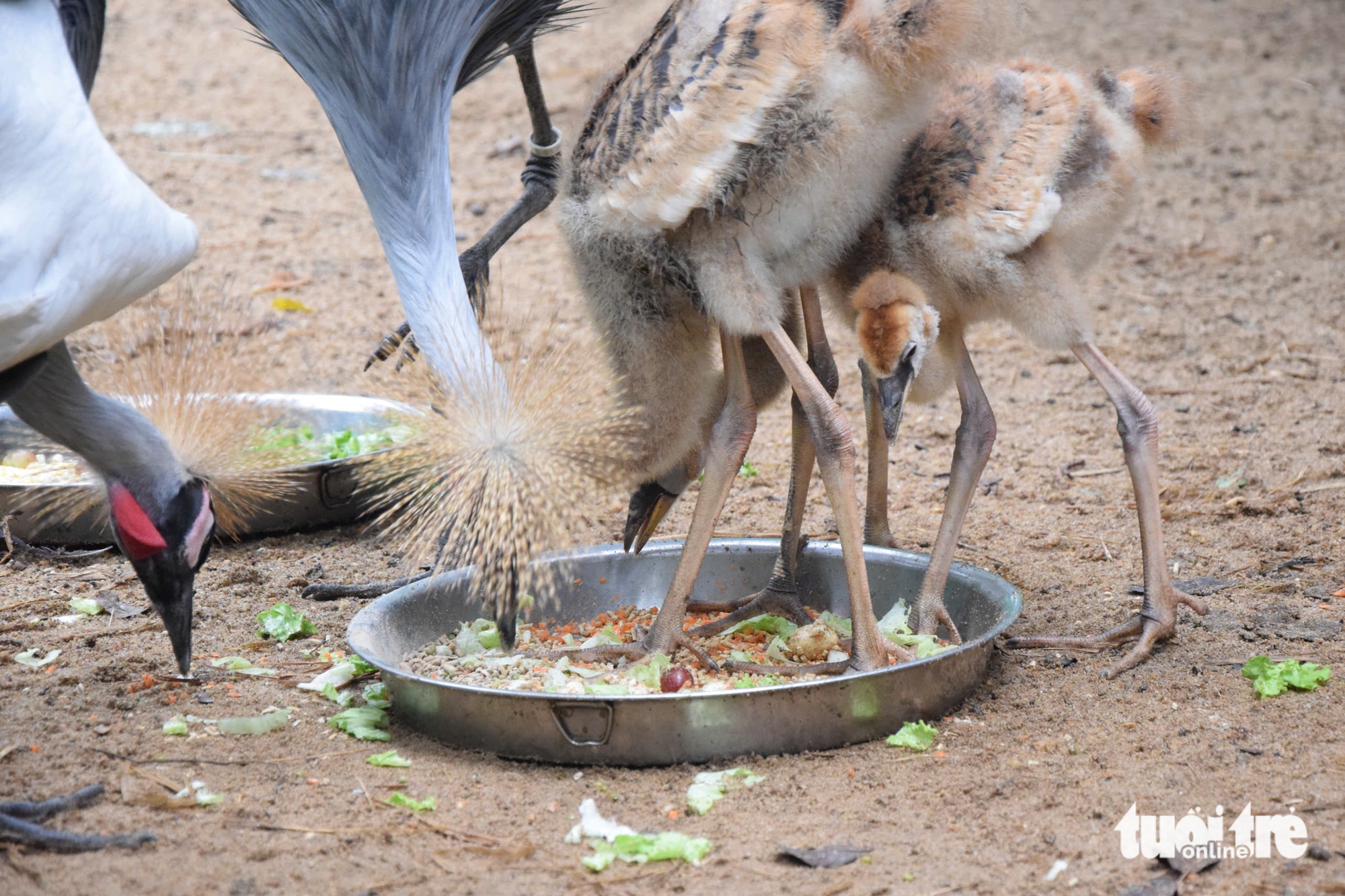 Chăm được sếu đầu đỏ, Thảo cầm viên Sài Gòn còn ấp nở được sếu vương miện - Ảnh 6.