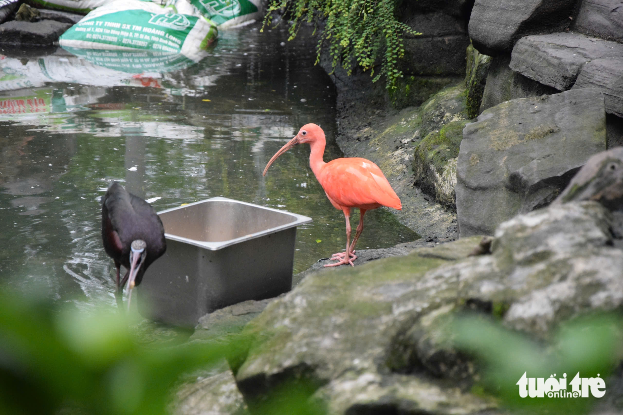 Chăm được sếu đầu đỏ, Thảo cầm viên Sài Gòn còn ấp nở được sếu vương miện - Ảnh 7.