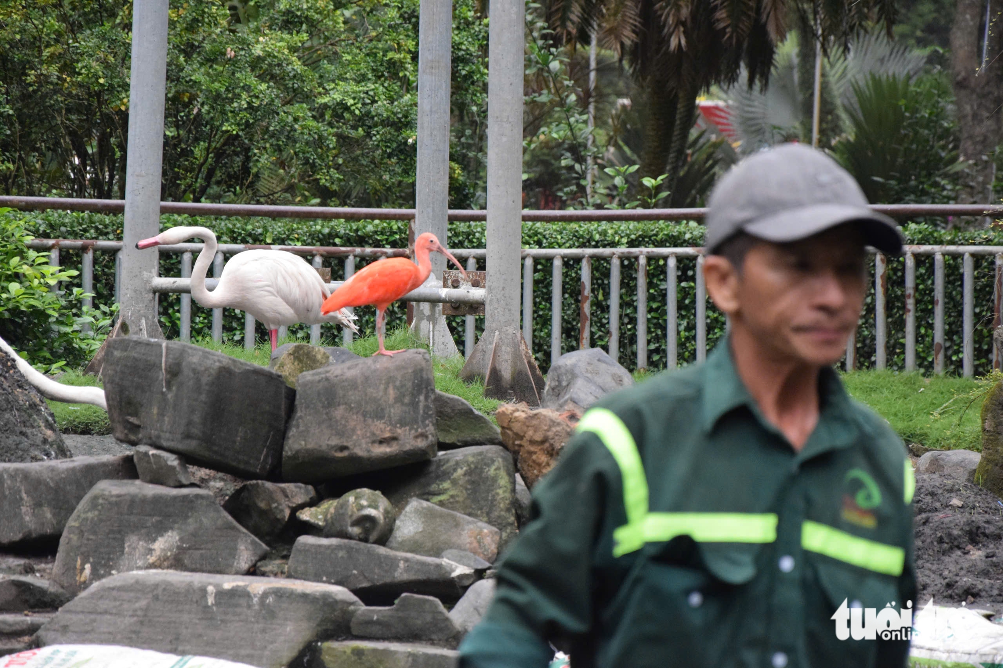 Chăm được sếu đầu đỏ, Thảo cầm viên Sài Gòn còn ấp nở được sếu vương miện - Ảnh 8.
