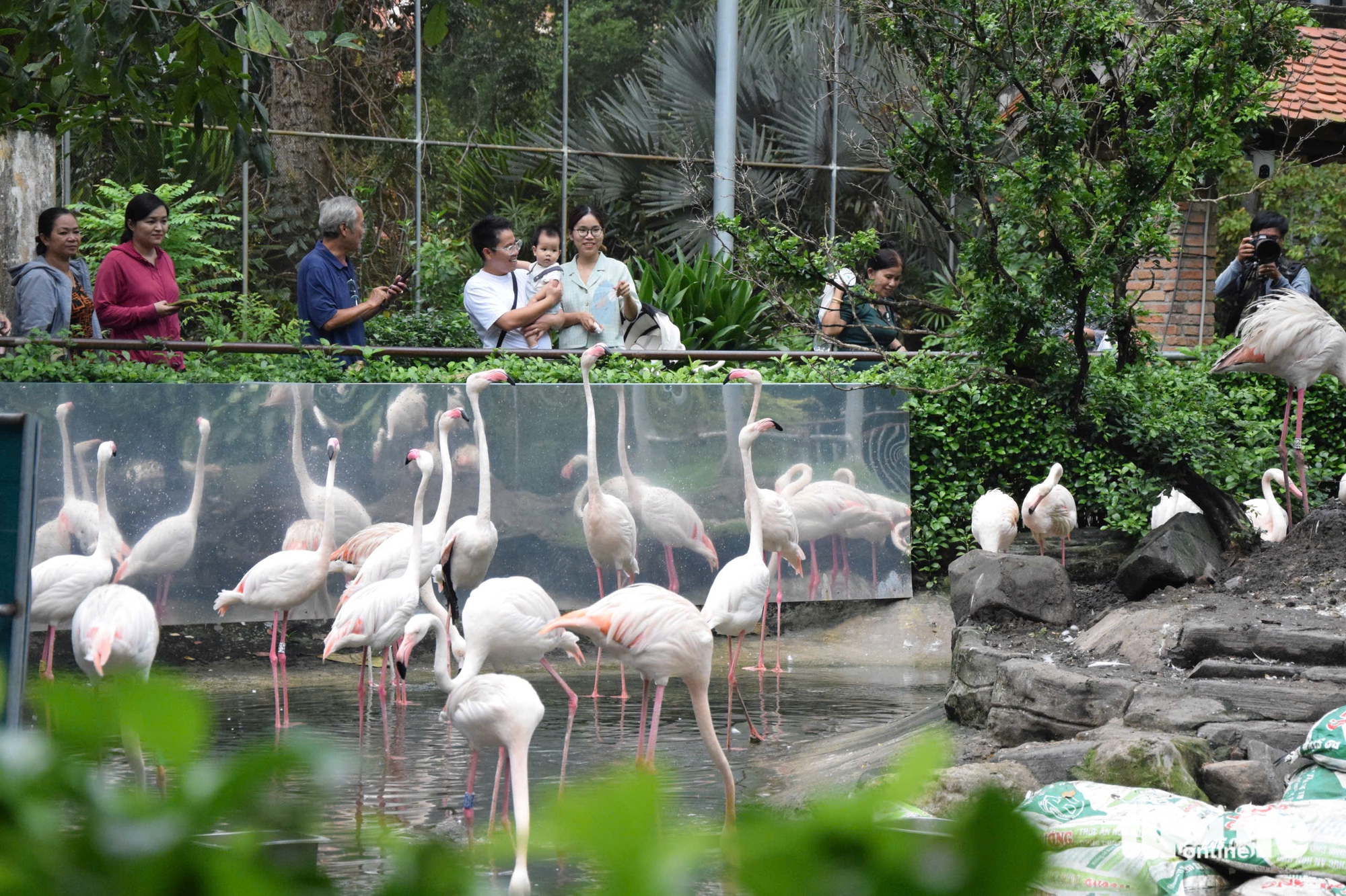 Chăm được sếu đầu đỏ, Thảo cầm viên Sài Gòn còn ấp nở được sếu vương miện - Ảnh 9.