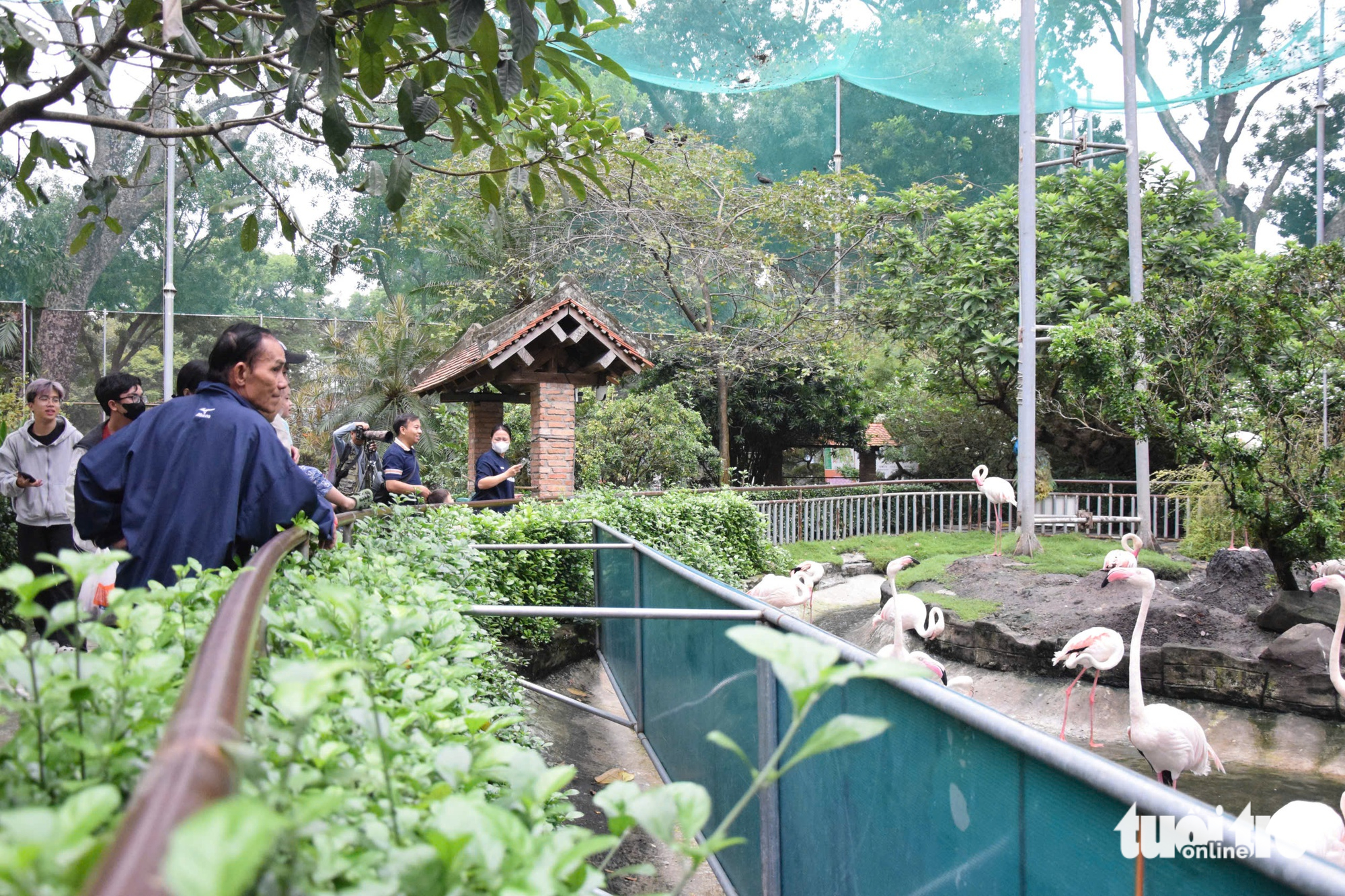 Chăm được sếu đầu đỏ, Thảo cầm viên Sài Gòn còn ấp nở được sếu vương miện - Ảnh 10.