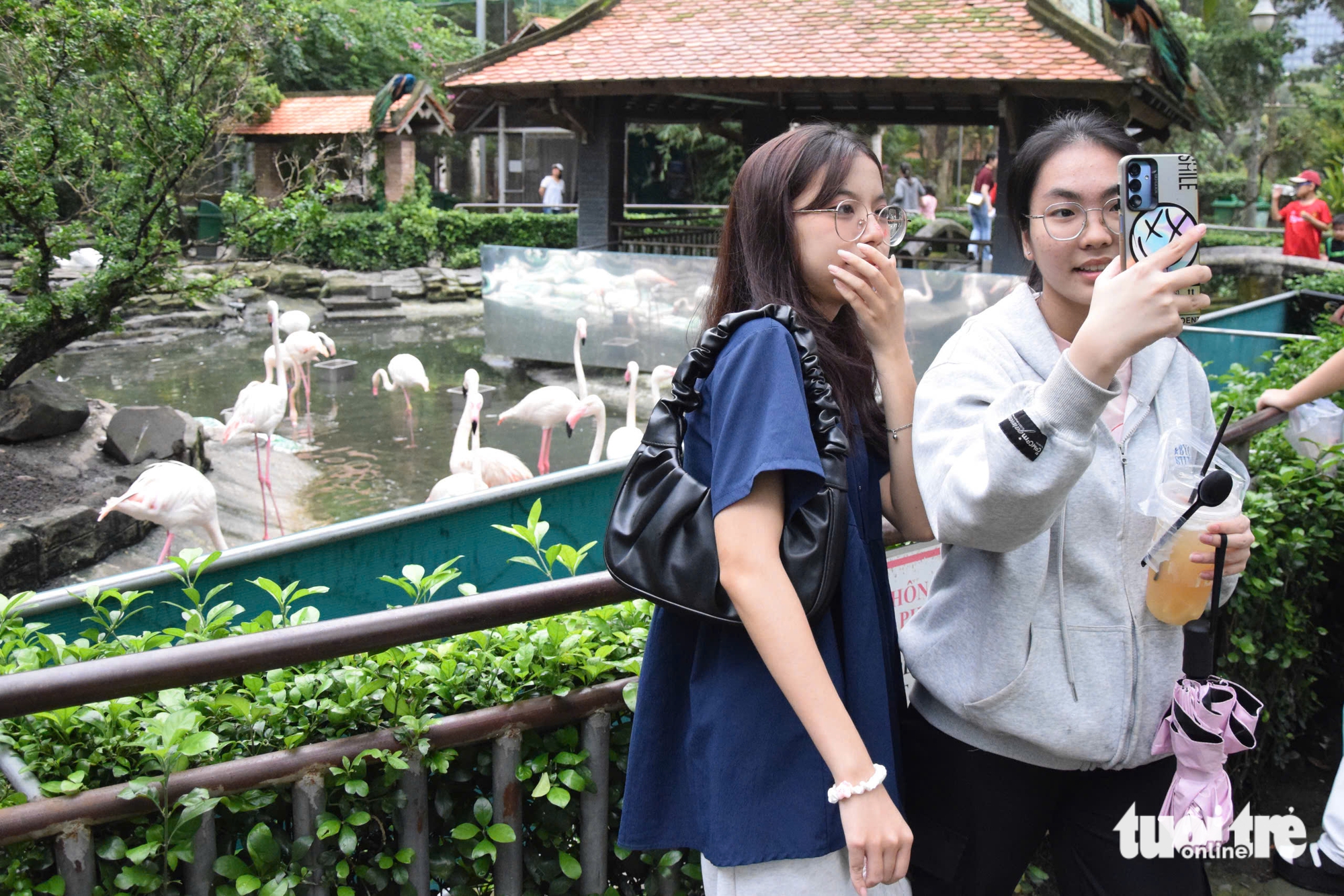 Chăm được sếu đầu đỏ, Thảo cầm viên Sài Gòn còn ấp nở được sếu vương miện - Ảnh 11.