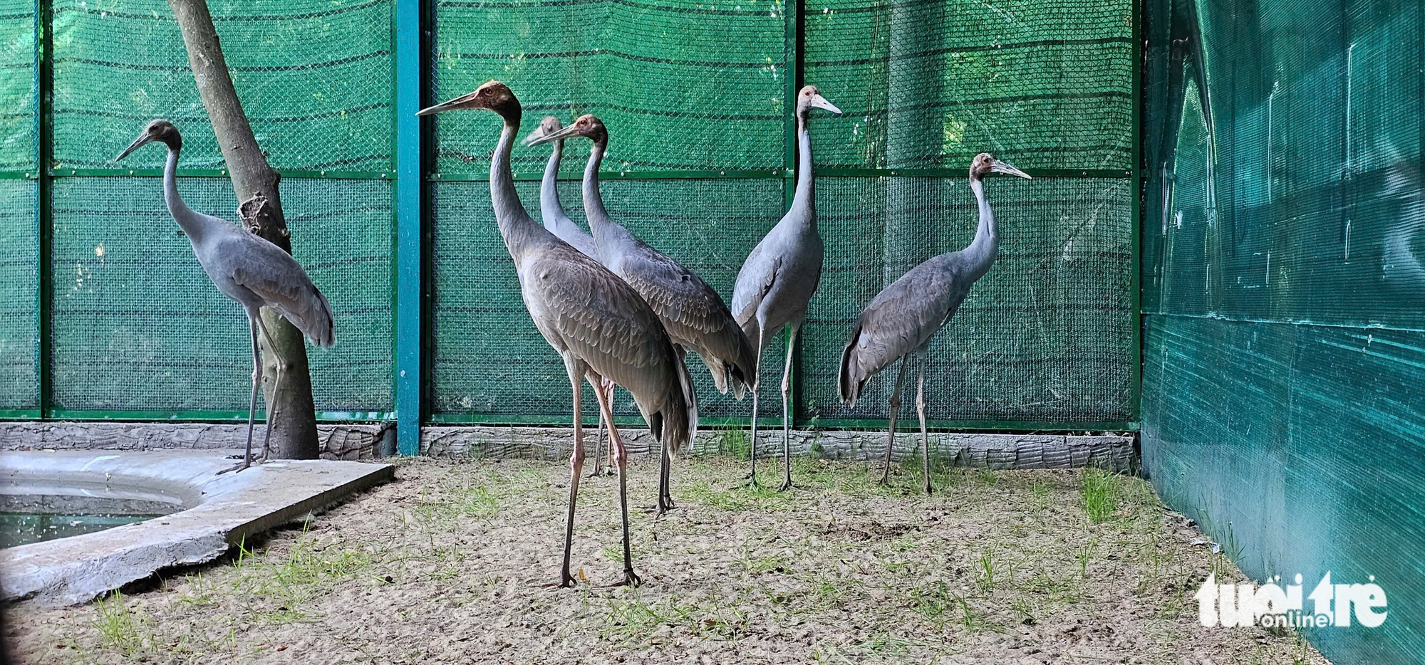 Thảo cầm viên - Ảnh 12.