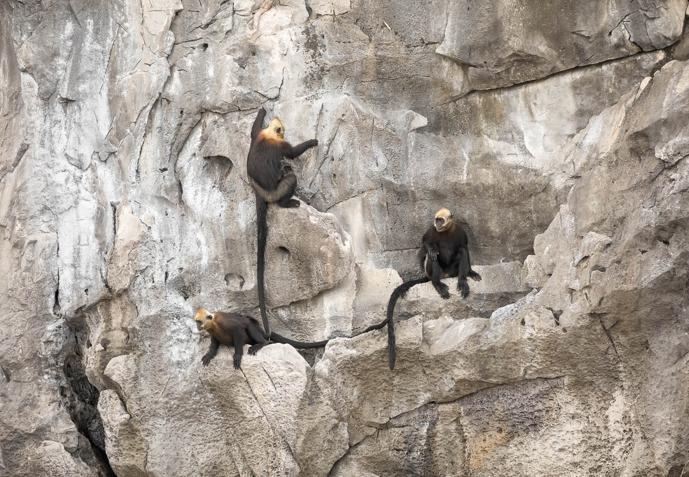 linh trưởng - Ảnh 3.