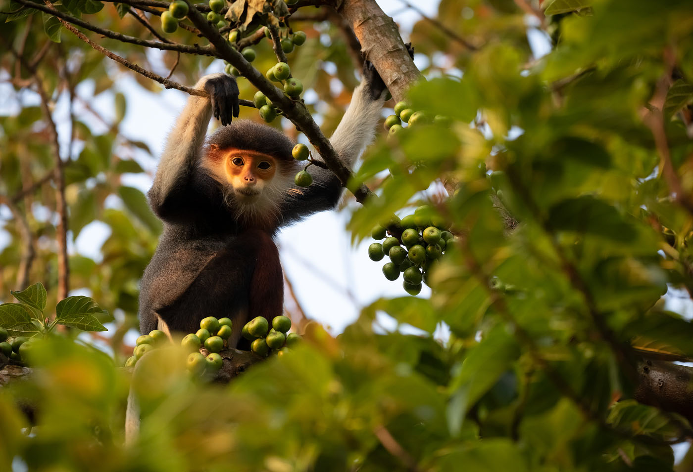 Những sinh linh đẹp nao lòng đang biến mất khỏi rừng Việt Nam - Ảnh 4.
