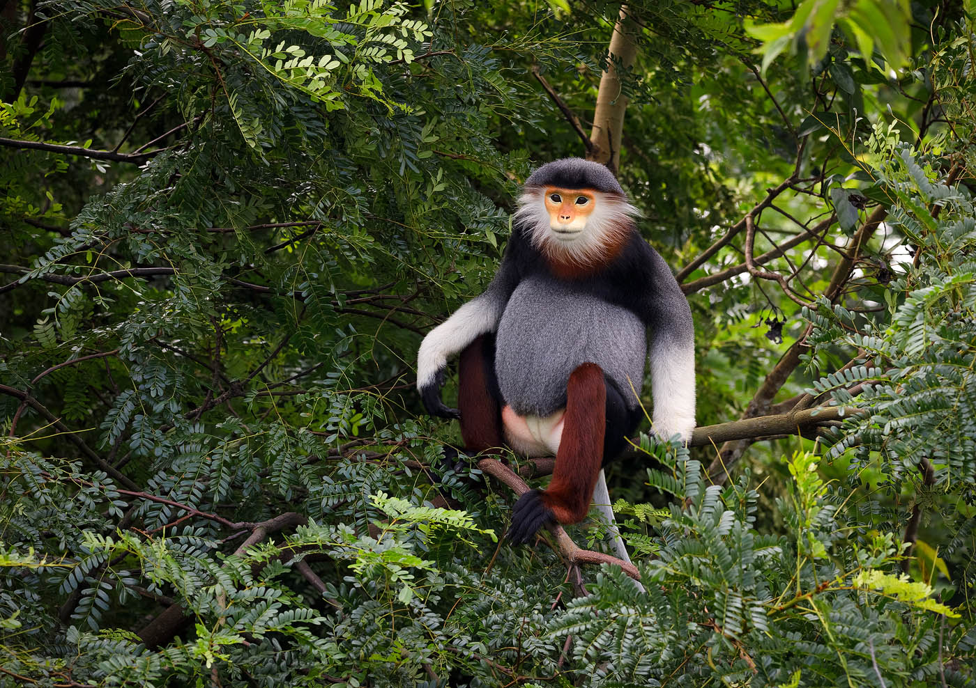 linh trưởng - Ảnh 5.