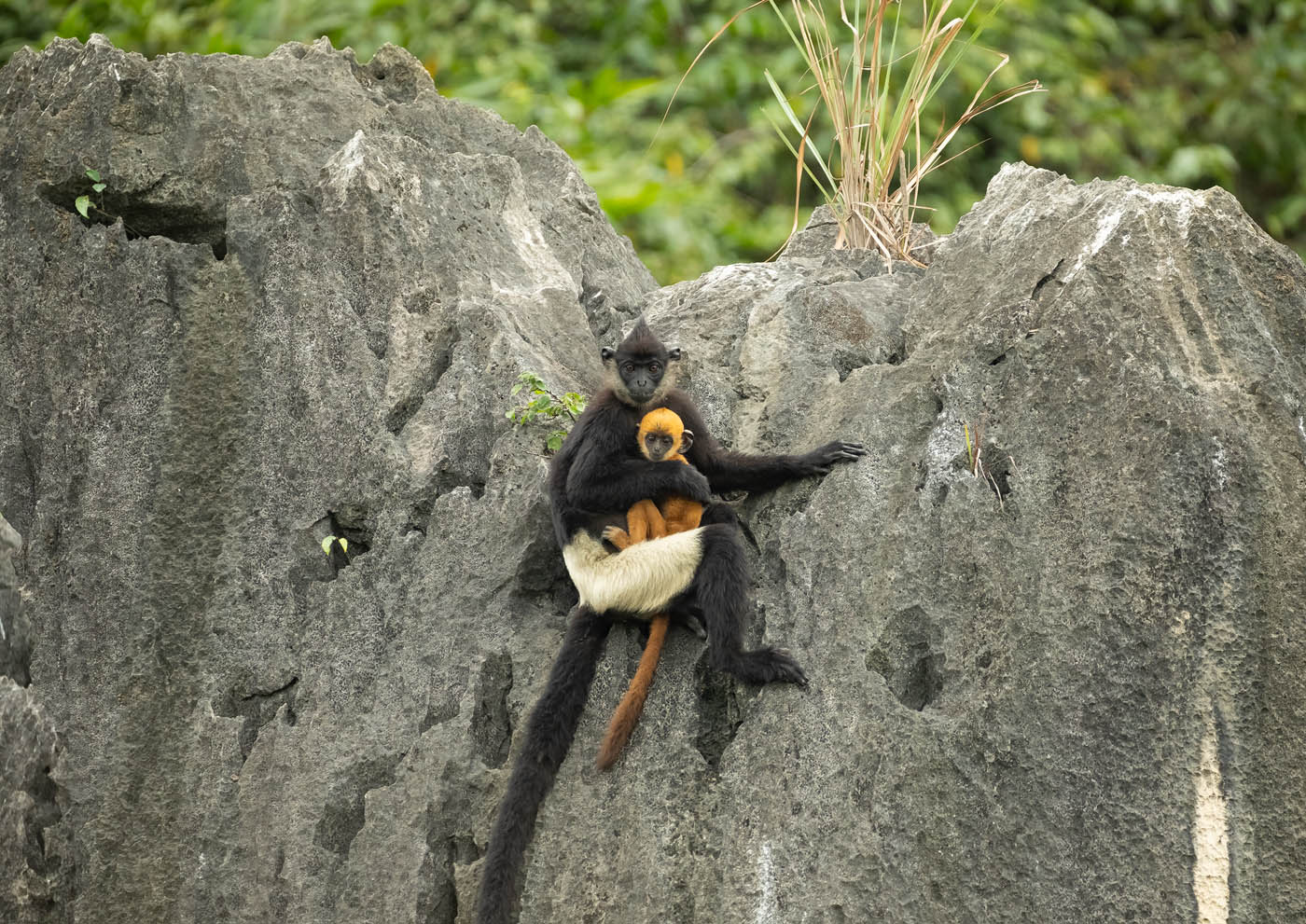 linh trưởng - Ảnh 7.