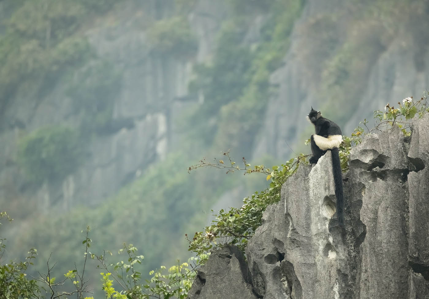 linh trưởng - Ảnh 6.