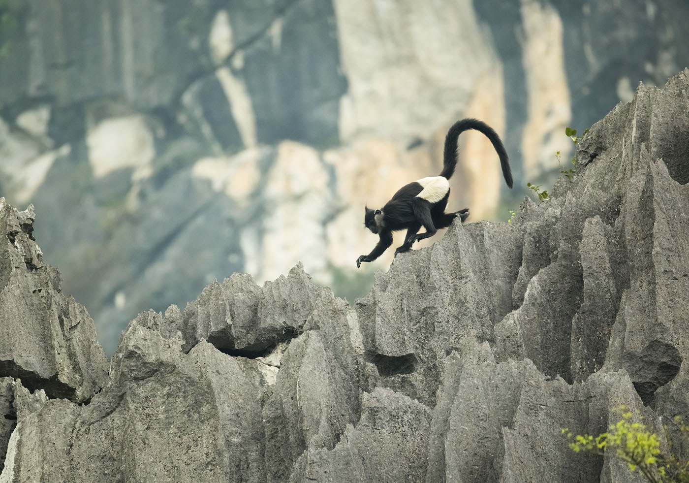 linh trưởng - Ảnh 9.