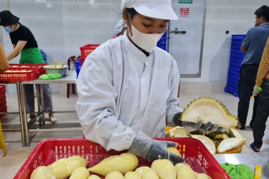 Vụ gần 2.000 container sầu riêng bị ùn ứ: Phòng kiểm nghiệm hoạt động lại - 2