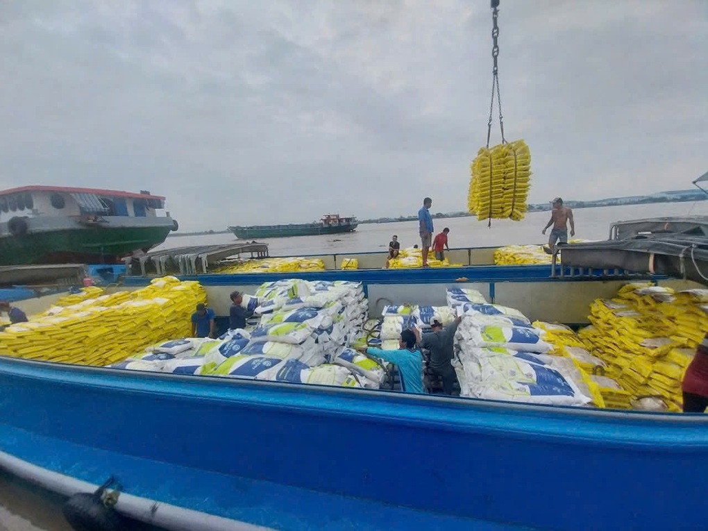 Doanh nghiệp gạo kẹt vốn, nông dân lo thua lỗ vì giá lúa giảm sâu - 2